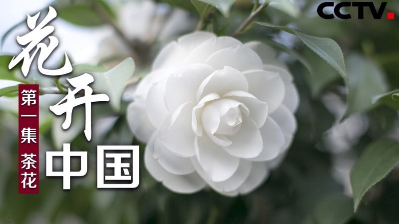 花呗套现：信用崩塌的警钟
