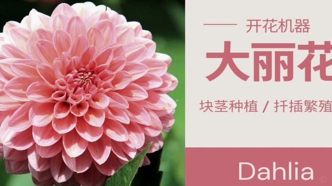 花呗兑现商家怎么用