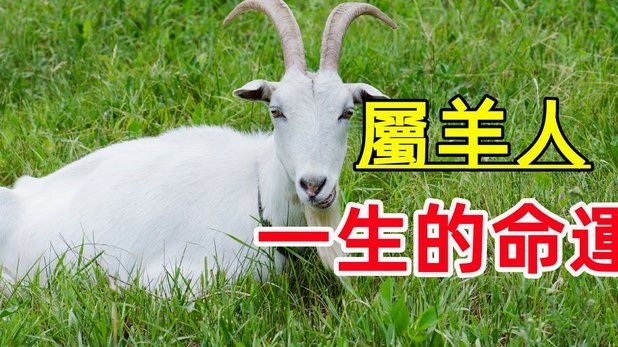 羊小咩商城额度怎么套出来