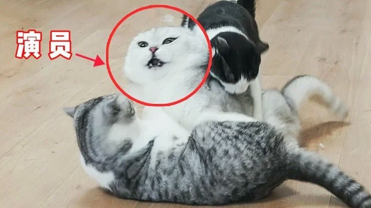 花呗天猫秒套 怎么取消