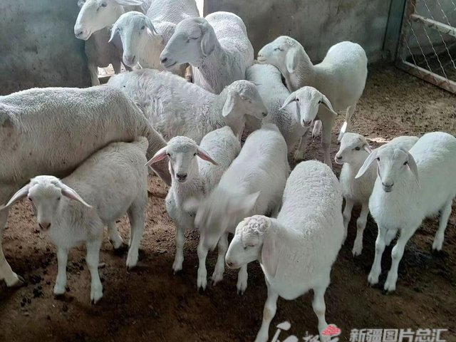 羊小咩提现了，钱呢？