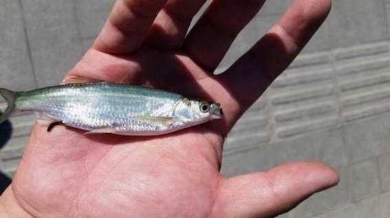 白条秒到操作风险全解析