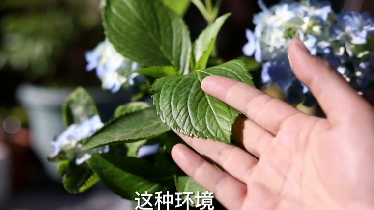 怎么套花被