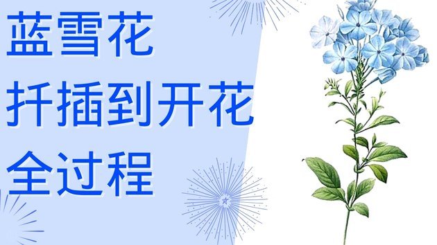花呗异常怎么办？快速解决指南