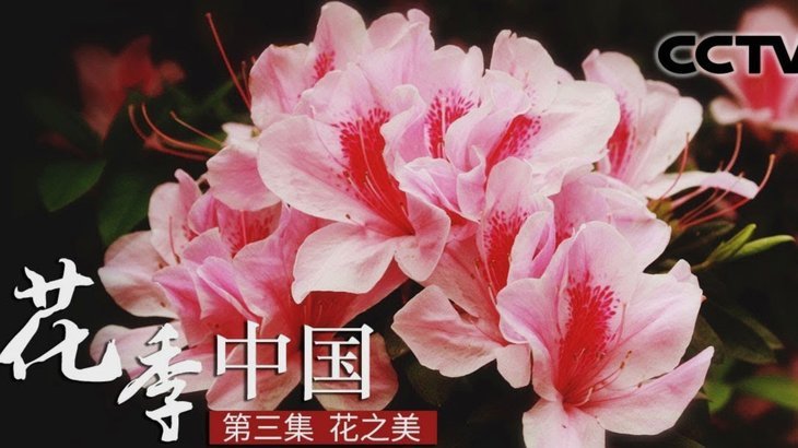 花呗出现异常怎么办